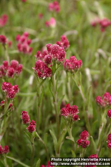 Photo: Antennaria dioica 4.