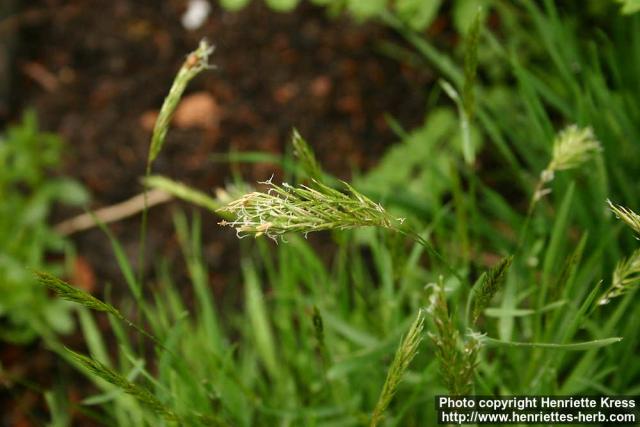 Photo: Anthoxanthum odoratum 3.