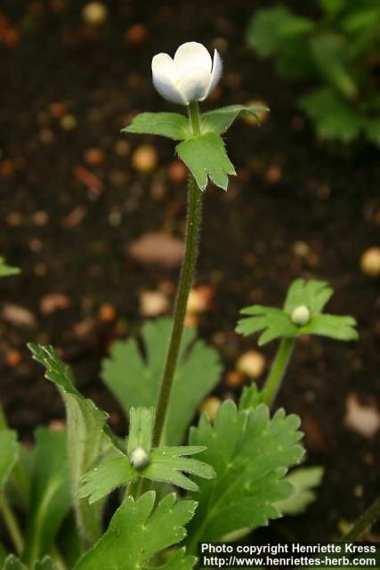 Photo: Anemone trullifolia 1.