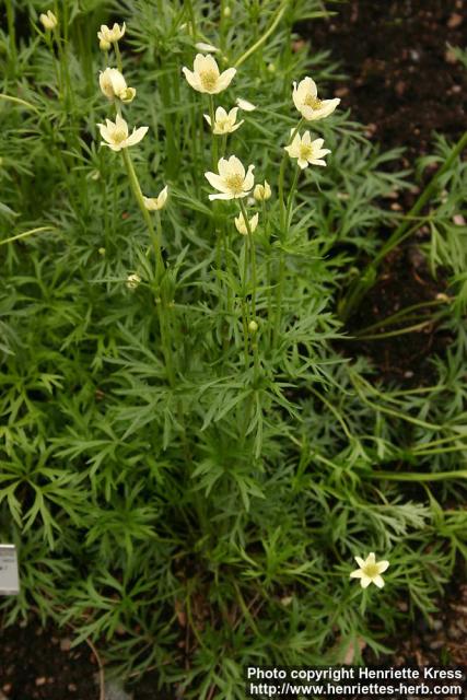 Photo: Anemone multifida.