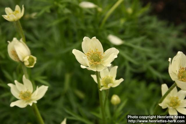 Photo: Anemone multifida 1.