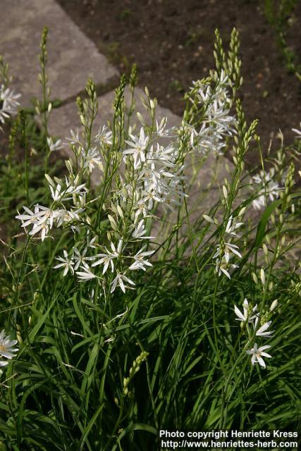 Photo: Anthericum liliago.