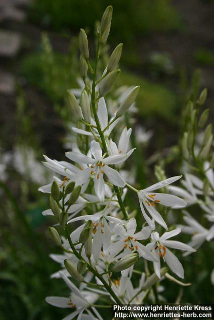 Photo: Anthericum liliago 1.