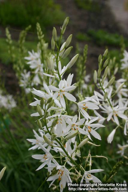 Photo: Anthericum liliago 2.