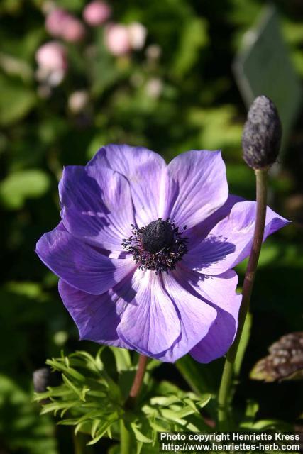 Photo: Anemone coronaria 1.