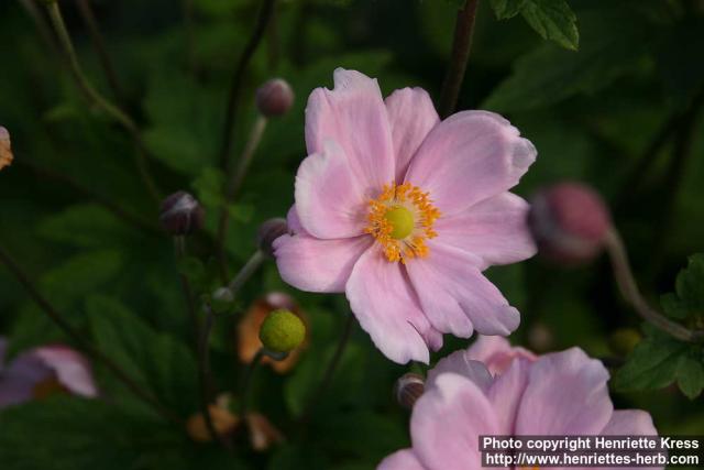 Photo: Anemone x hybrida 1.