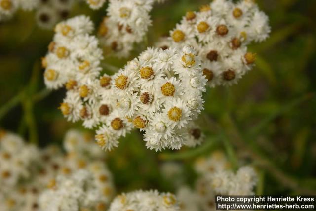 Photo: Anaphalis margaritacea 11.