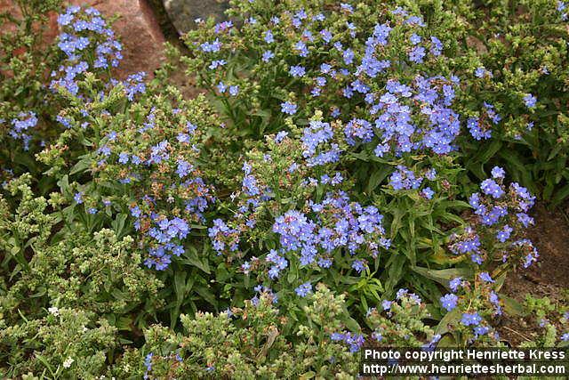 Photo: Anchusa capensis 1.