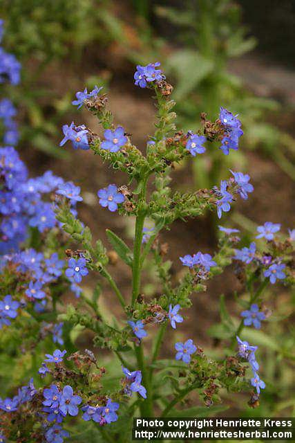 Photo: Anchusa capensis 2.