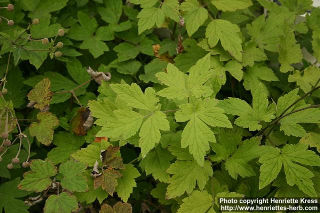 Photo: Anemone tomentosa.