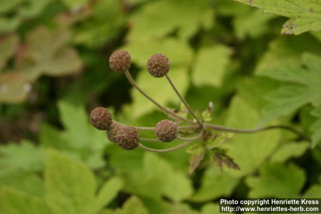 Photo: Anemone tomentosa 1.