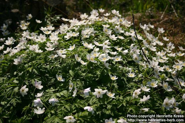 Photo: Anemone nemorosa 16.