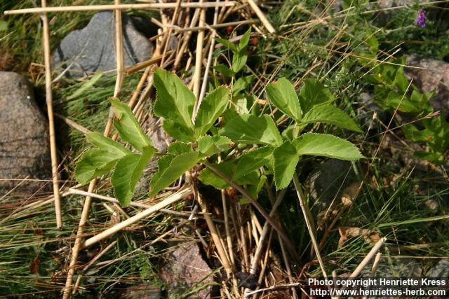 Photo: Angelica archangelica 11.