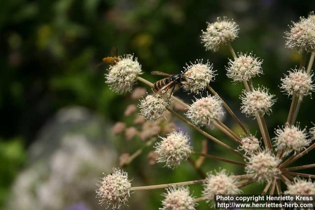 Photo: Angelica sylvestris 16.