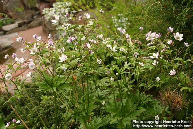 Photo: Anemone rivularis.