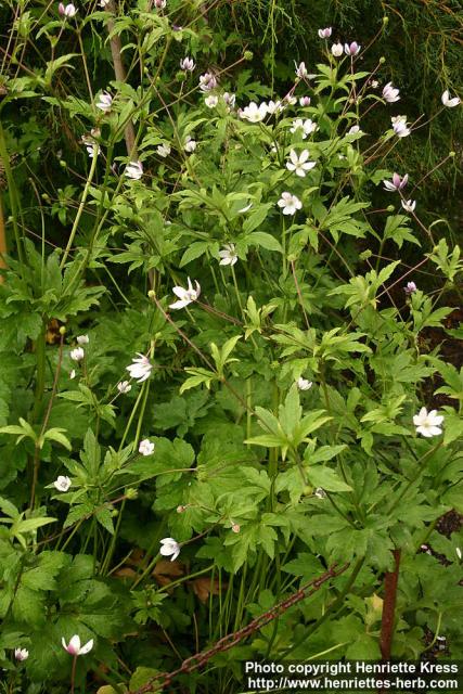 Photo: Anemone rivularis 1.