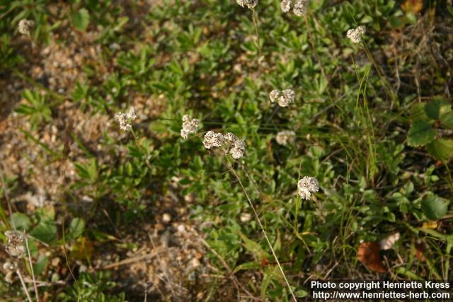 Photo: Antennaria dioica 10.