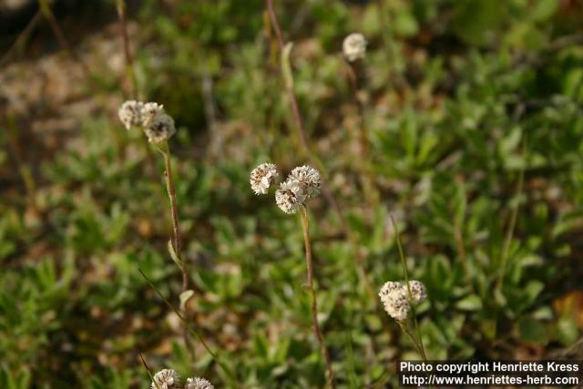 Photo: Antennaria dioica 11.