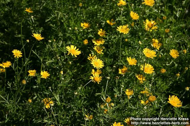 Photo: Anthemis tinctoria 7.