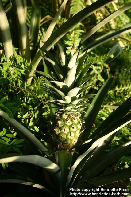 Photo: Ananas comosus 2.