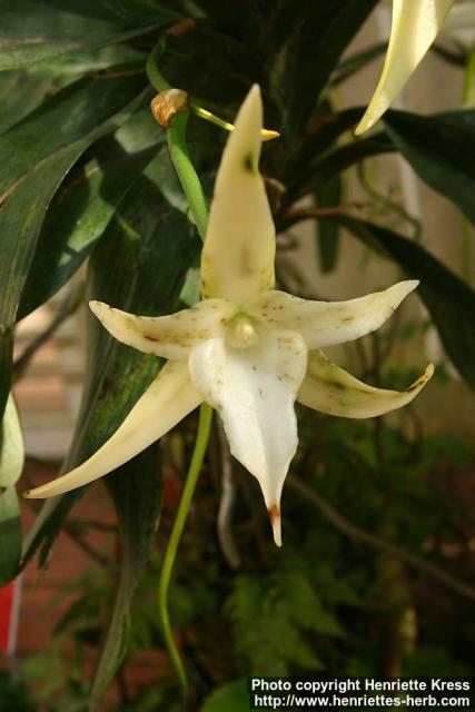 Photo: Angraecum sesquipedalum.