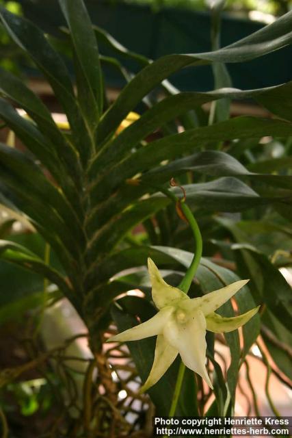 Photo: Angraecum sesquipedalum 1.