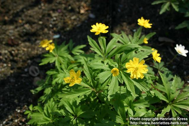 Photo: Anemone ranunculoides 9.