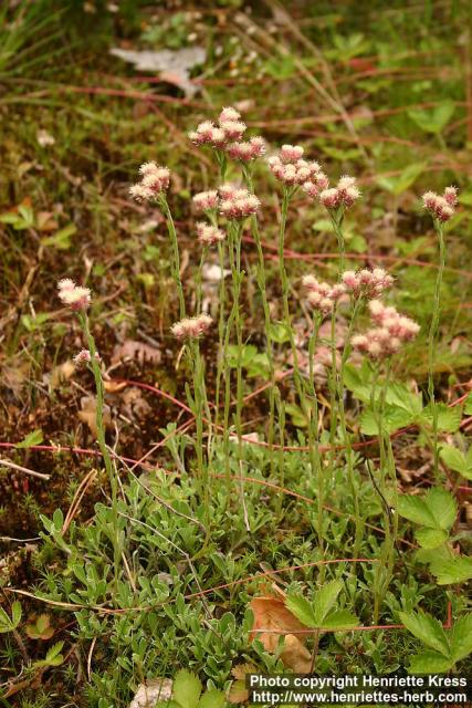 Photo: Antennaria dioica 7.