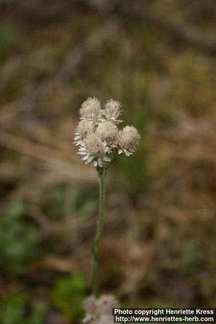 Photo: Antennaria dioica 9.