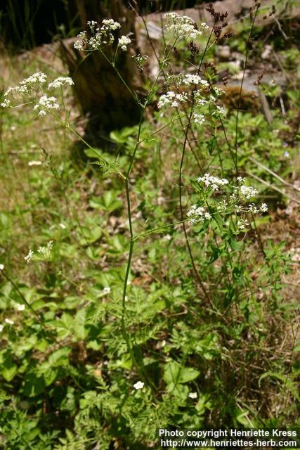 Photo: Anthriscus sylvestris 7.