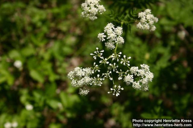 Photo: Anthriscus sylvestris 8.