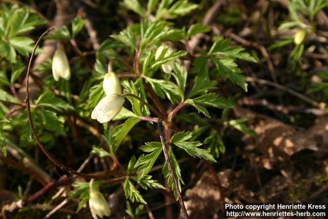 Photo: Anemone nemorosa 20.