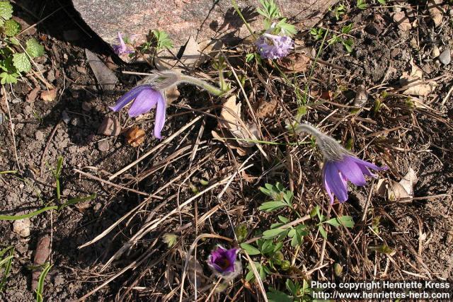 Photo: Pulsatilla vulgaris 23.