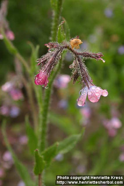 Photo: Anchusa italica 1.