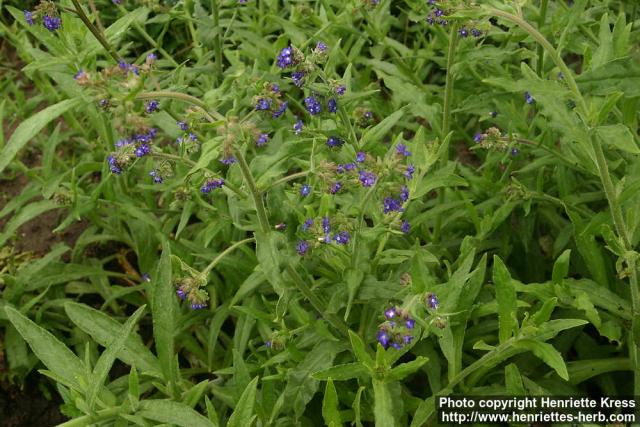 Photo: Anchusa officinalis 6.