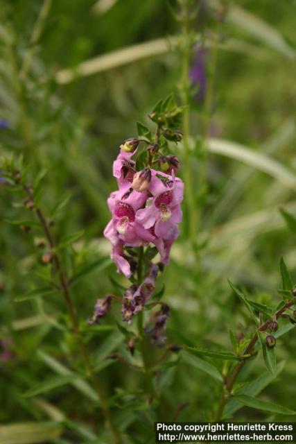 Photo: Angelonia angustifolia 0.