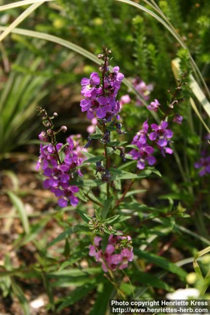 Photo: Angelonia angustifolia 2.