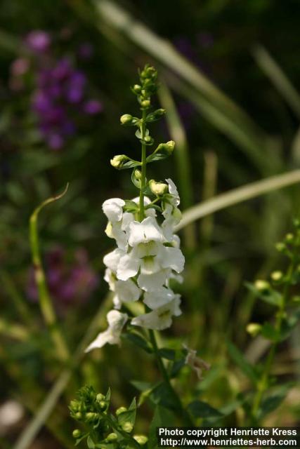 Photo: Angelonia angustifolia 3.