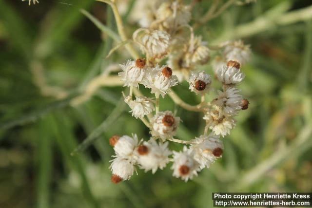 Photo: Anaphalis margaritacea 19.