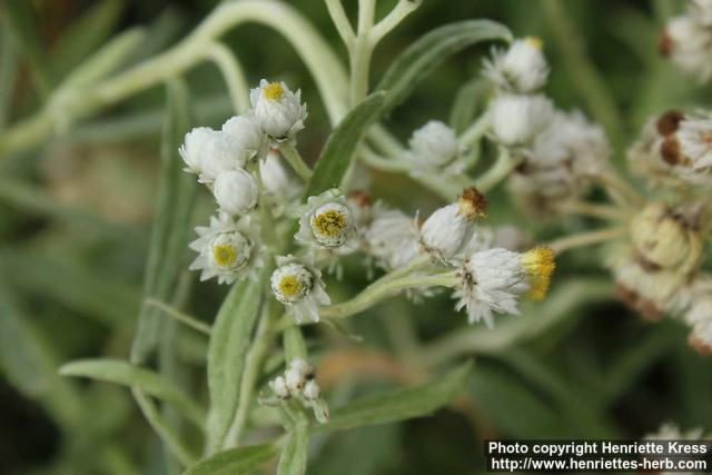 Photo: Anaphalis margaritacea 20.