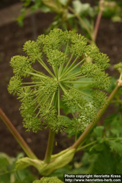 Photo: Angelica archangelica 20.