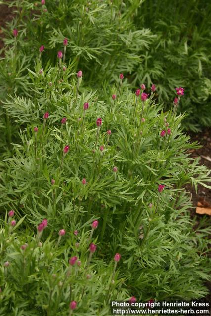 Photo: Anemone multifida 2.