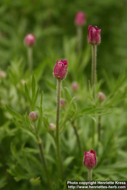 Photo: Anemone multifida 3.