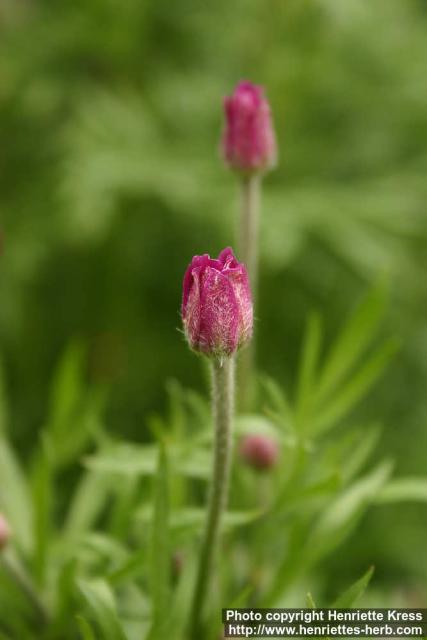 Photo: Anemone multifida 4.