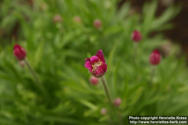 Photo: Anemone multifida 5.