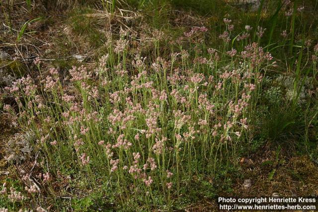 Photo: Antennaria dioica 12.