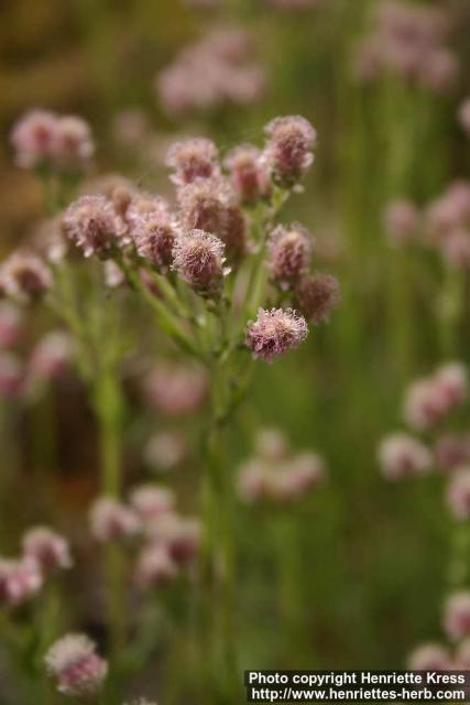 Photo: Antennaria dioica 14.