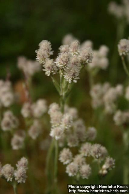 Photo: Antennaria dioica 15.