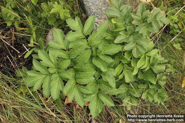 Photo: Angelica archangelica 21.