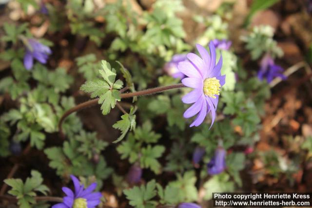 Photo: Anemone blanda 1.